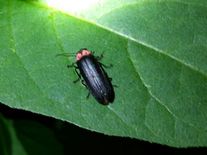 EIKOの泉～ゲンジホタル～　