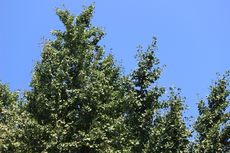 明日から２学期