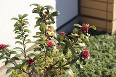 インフルエンザに伴う休校あけの登校について