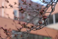 平成29年度スタート！