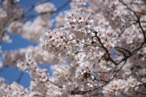 2019年度　始業式　保護者説明会