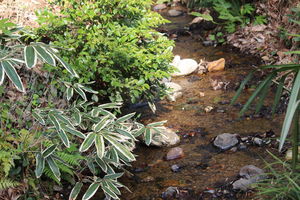 Let's go to see fireflies【国際教育・環境教育】