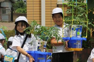 トマトの実ができました【生活科】