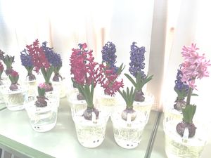 春の訪れ　【学校生活】