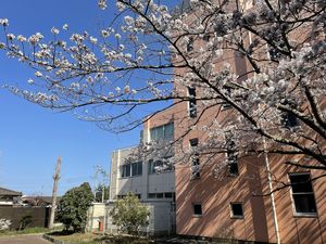 桜の開花が始まりました！【校内環境】