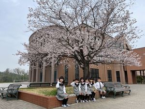 桜の花が満開になりました！！【自然環境】