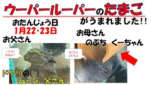 ウーパールーパーのたまごがわれはじめました！　【理数教育】