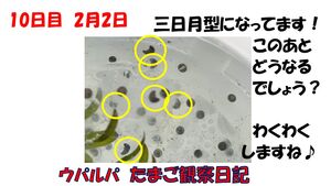 みんな楽しみ！　ウーパールーパーの卵の観察日記2　【理数教育】