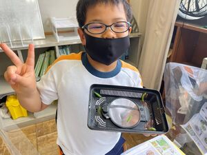 モンシロチョウをそだてよう　【STEAM教育】
