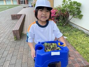 アサガオ・トマトを育てよう！　【STEAM教育】