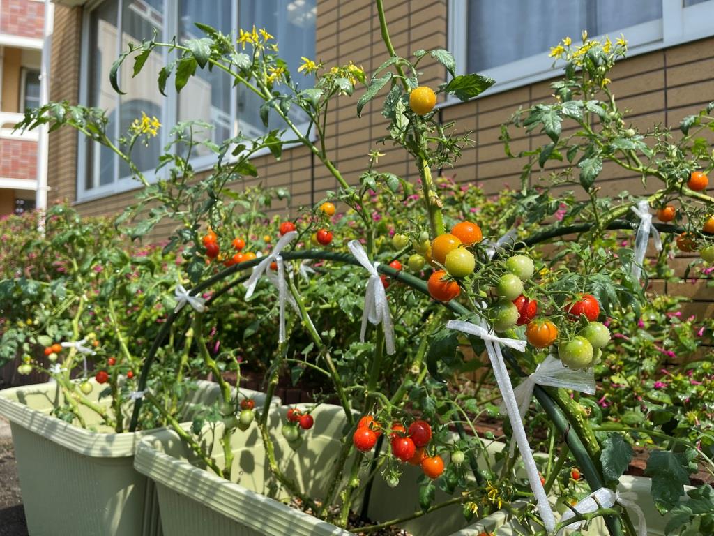 2年生のトマトは大豊作で，毎日立派な実が収穫されています。
