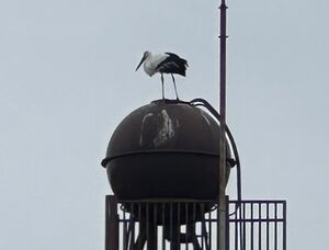 EIKOの泉にコウノトリがやってきた！【学校環境】