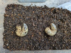 大きな幼虫発見【生物育成】