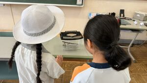 アゲハ蝶になりました 【STEAM教育】