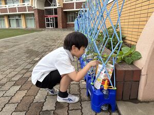 もうすぐ収穫を迎えそうです！