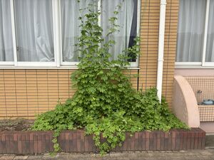 立派なゴーヤが育っています！