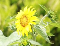 ヒマワリのように