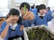田植え（２年生　生活科）