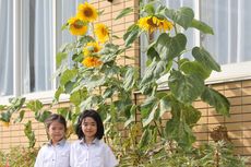 ひまわりのように