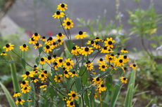 夏休みの思い出