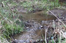 ホタル再生プロジェクト