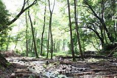 英宏の泉　ホタル再生プロジェクト