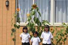 ひまわりのように